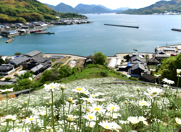 フルーツひろしま2月号,八朔,除虫菊,キンチョー創始者,上山英一郎,福沢諭吉